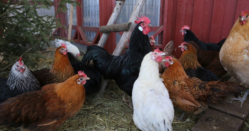 Poland’s €5 Billion Poultry Industry is heavily tested by Animal Disease outbreaks