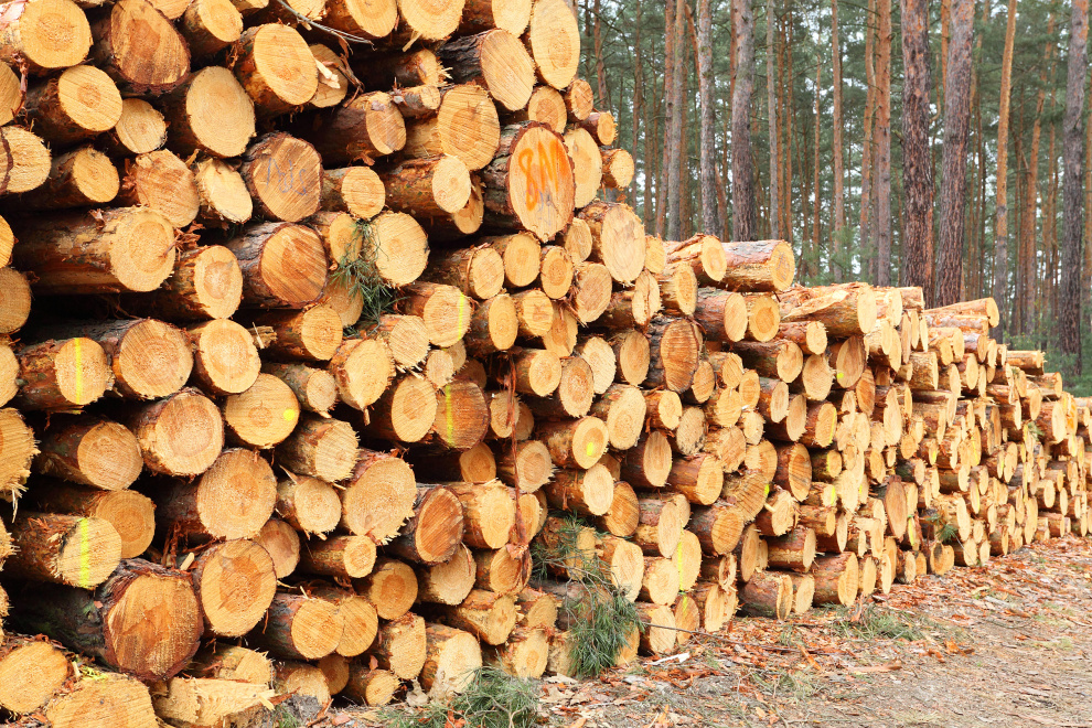 Exports of logs from Lithuania lose 34% in January Exports of logs from Lithuania lose 34% in January