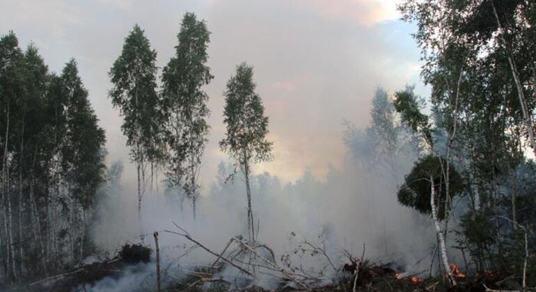 Forests are more than a resource: How Belarus protects its vital ecosystem Forests are more than a resource: How Belarus protects its vital ecosystem