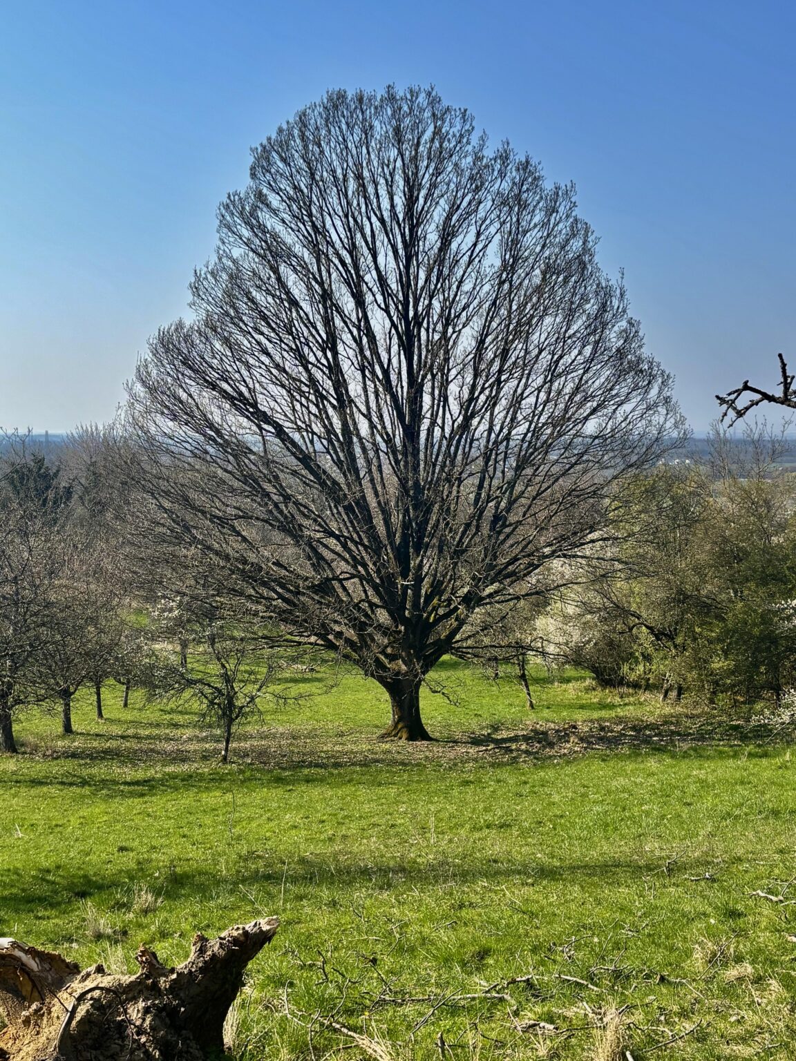 Spring is coming to the Black Forest: This is my perfect oak tree. Definitely older than all of us…