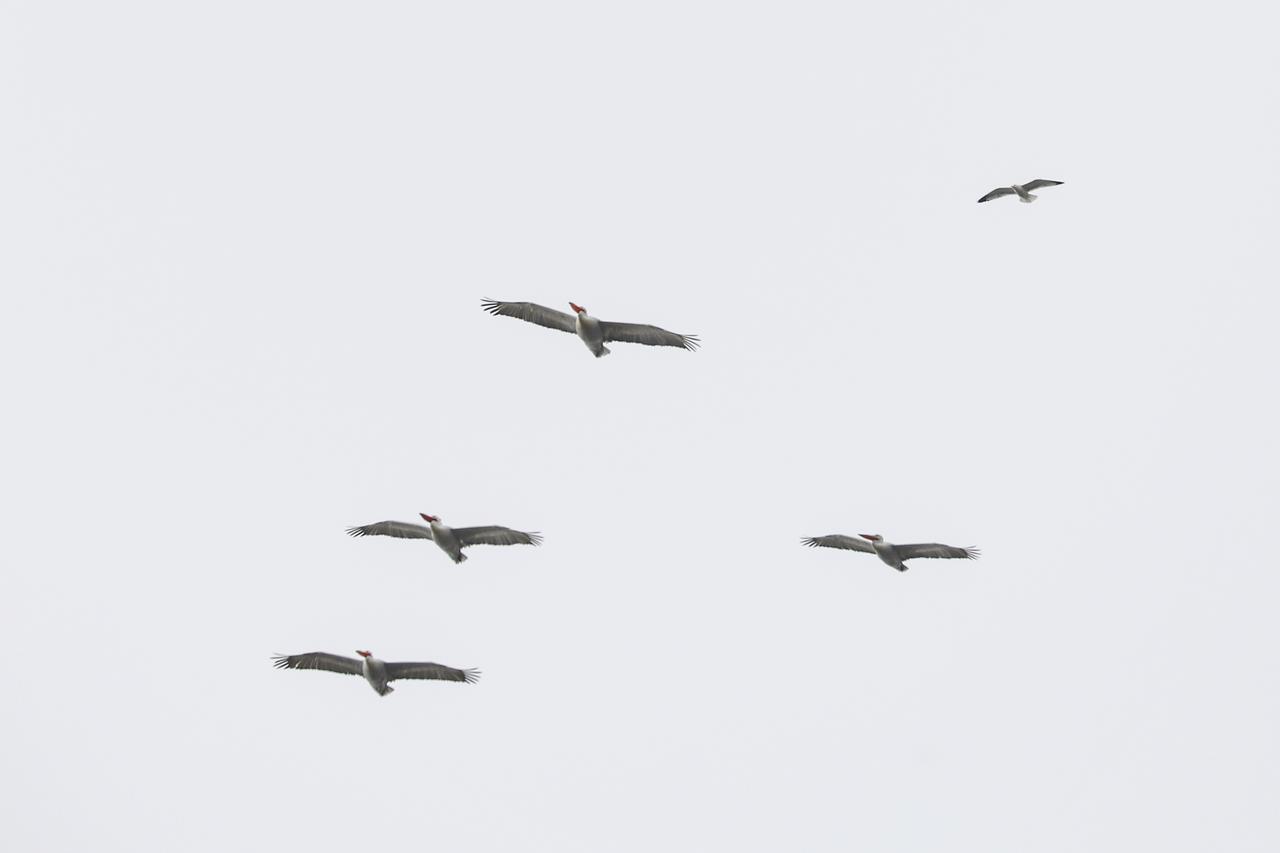 Dalmatian pelicans glide across the sky over eastern Türkiye’s Igdir province during seasonal migration. (AA Photo)