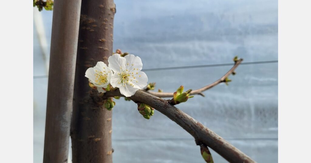 Stone fruits in North Macedonia develop smoothly this season