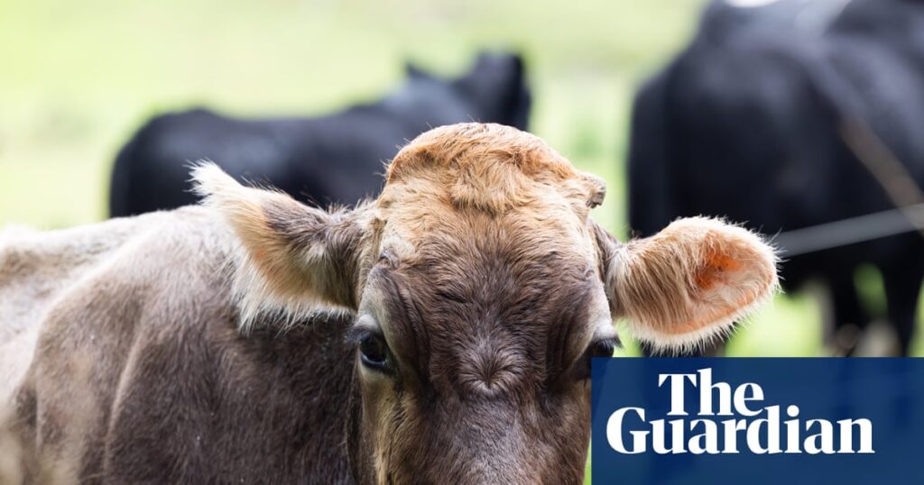 ‘Makes Covid look like a tea party’: Australian food prices could rise for the next year, farmers warn | Energy