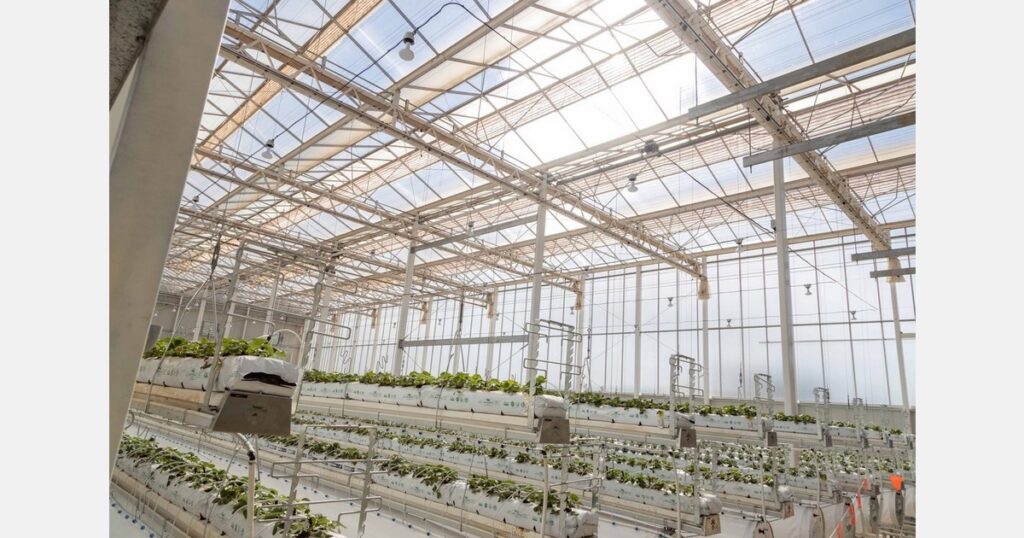 Building technical capability in Australia’s protected cropping sector