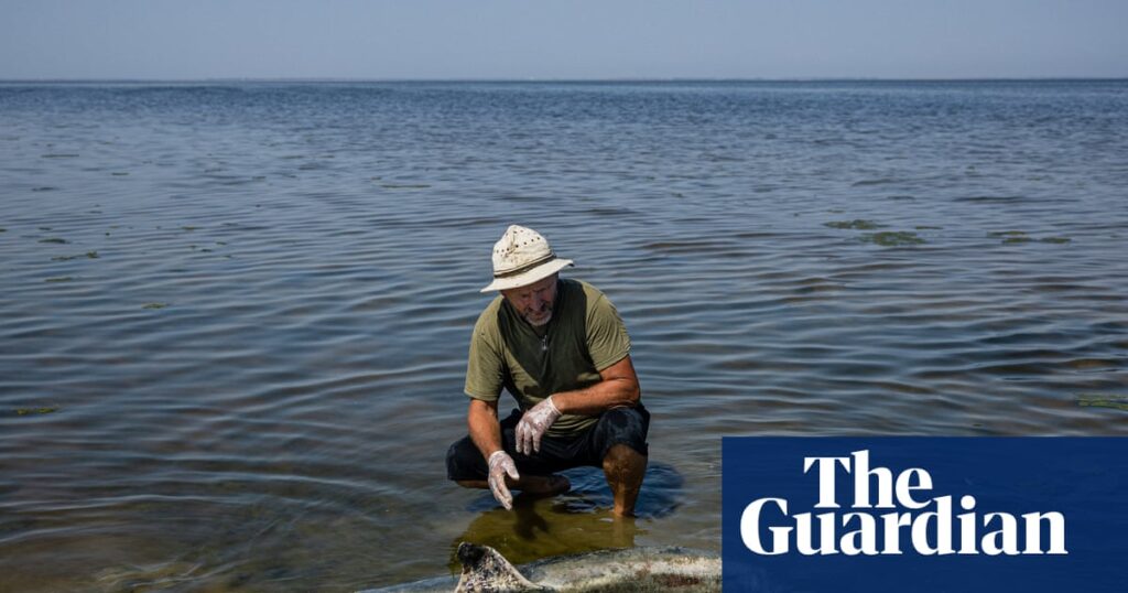 ‘A toxic punch’: fears Russia’s war is pushing the Black Sea and its dolphins past tipping point | Ukraine