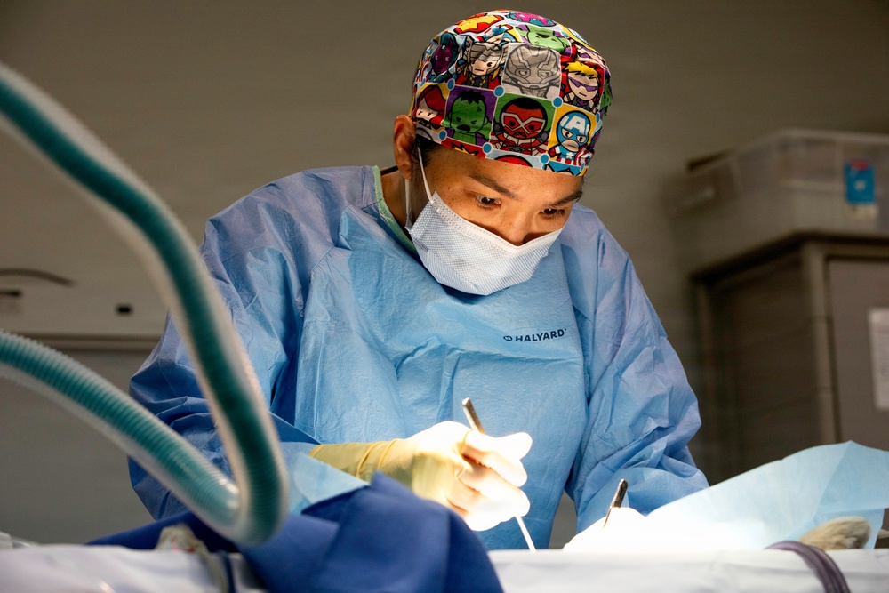 Healing Paws, Building Trust: KFOR Provides Veterinary Care at Camp Bondsteel