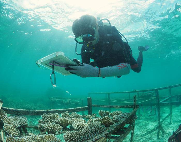 One of study authors monitoring corals they selectively bred for high heat tolerance at an ocean nursery in Palau.
