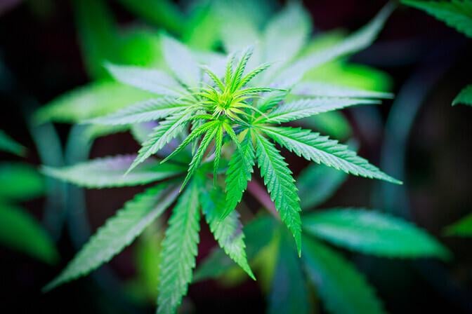 A review study debunked the mind-boosting effects of cannabis