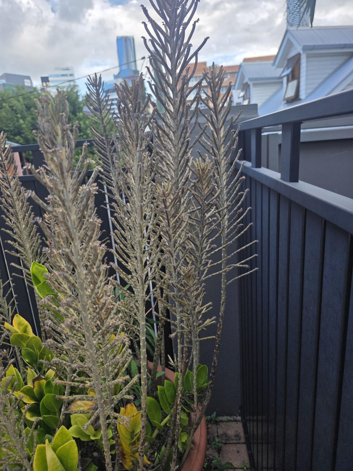 What is this plant?