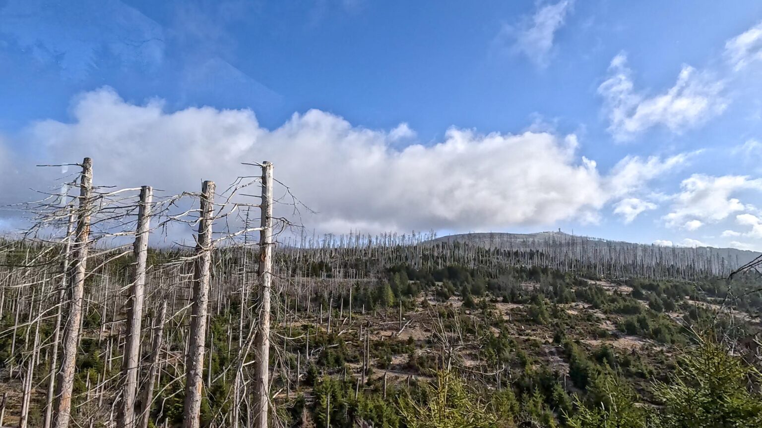 Heartbreaking view today in the Harz Mountains.