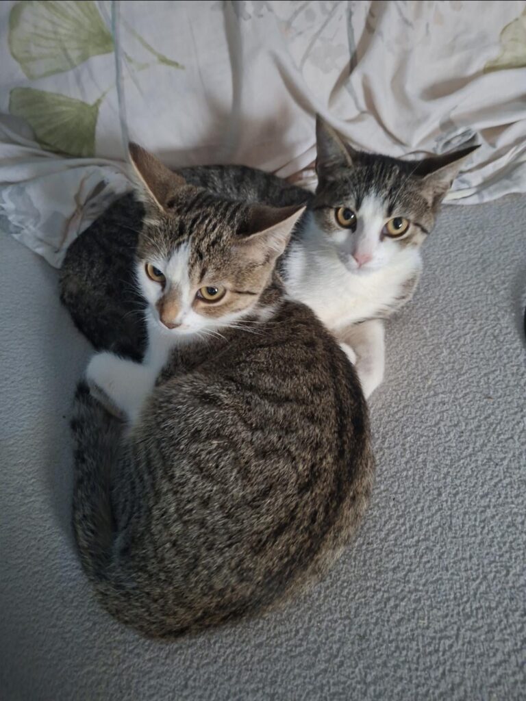 These two crazy thieves occupied my bed on a whim.