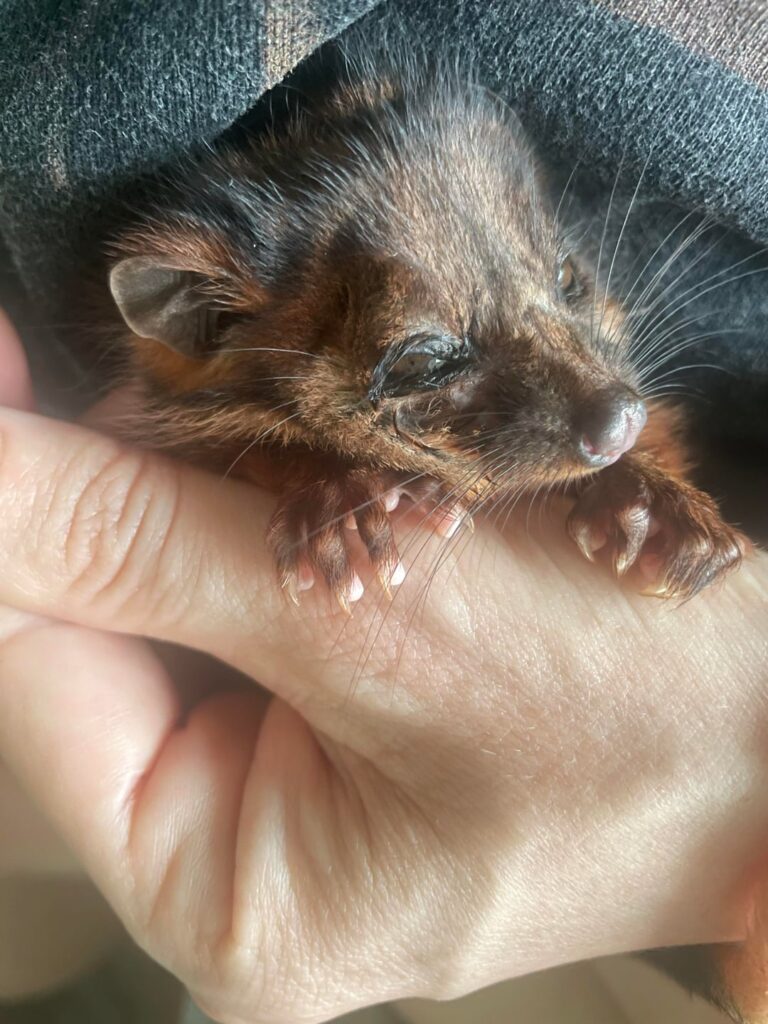 PSA Baby joey says pleeeease keep your cats inside!!
