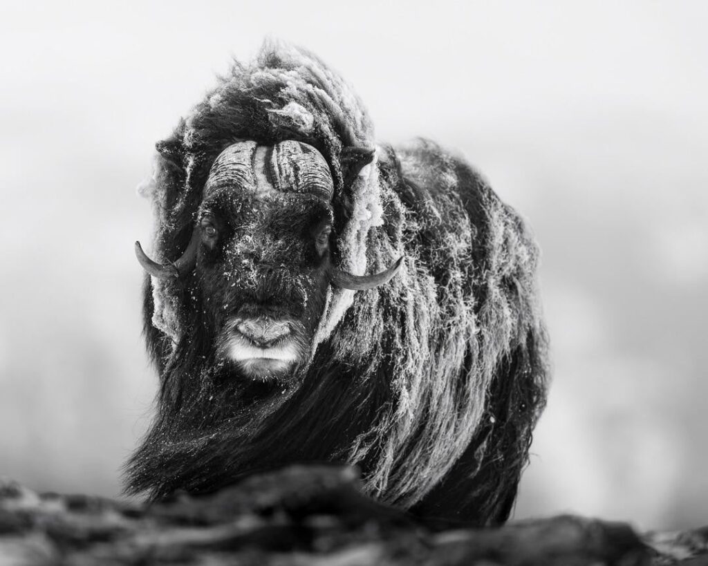 A wonderful week spent in unusually warm Dovrefjell [OC]