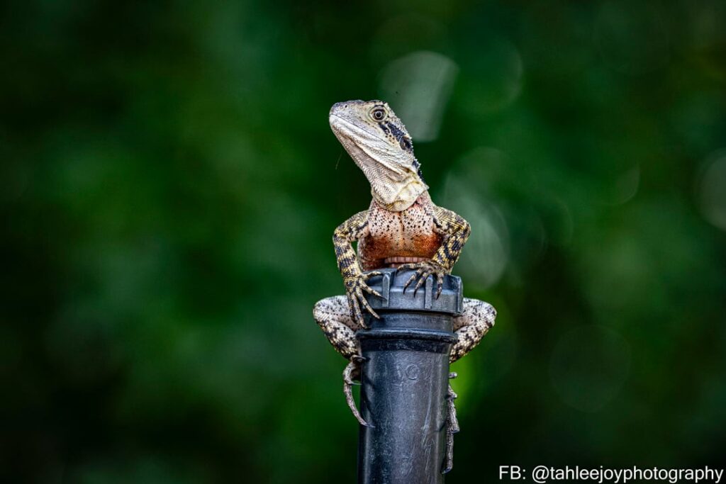 Water dragons in the Roma St Parklands