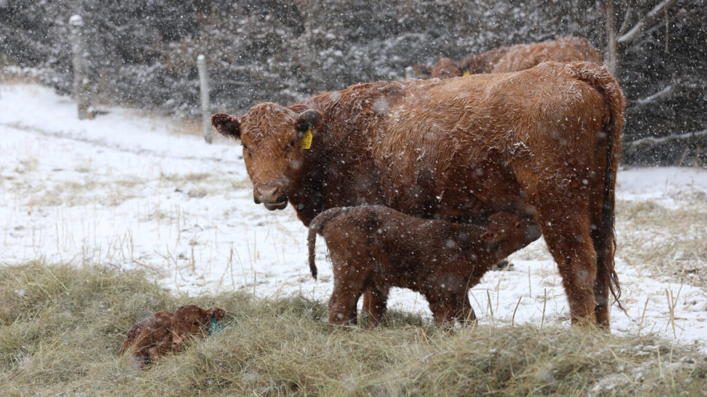 Sandhills Calving System continues to protect calf health, ranch profitability