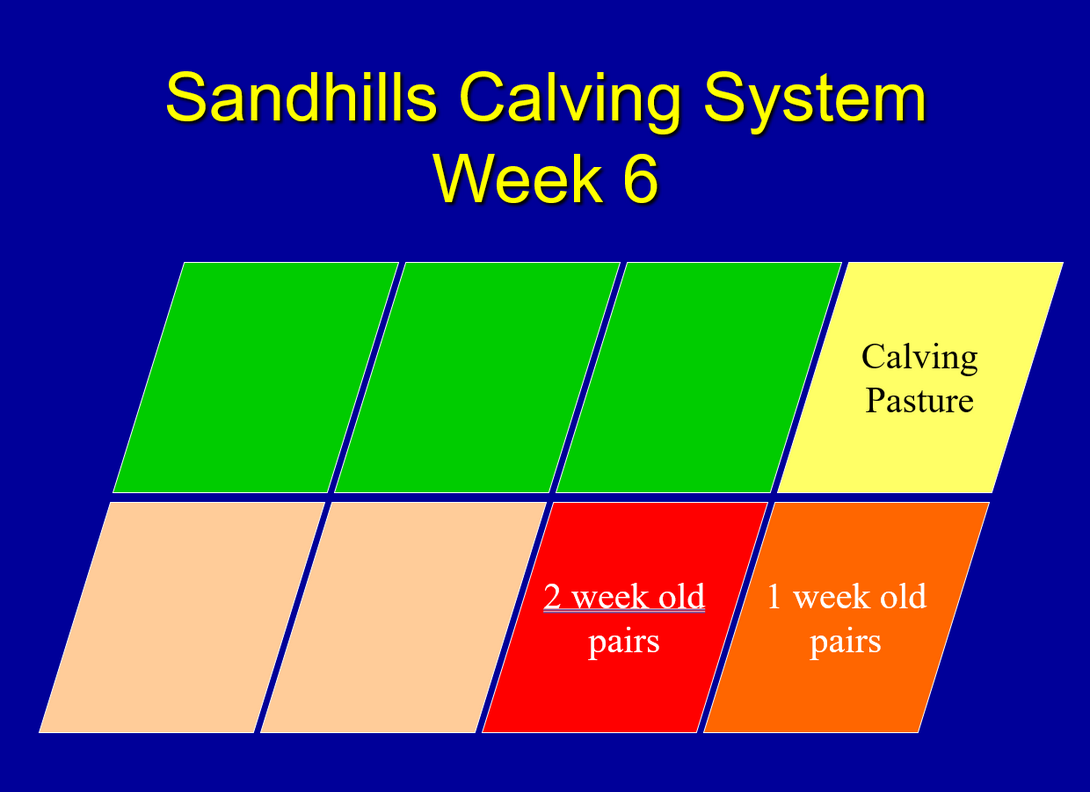 A graphic titled "Sandhills Calving System, Week 6," showing eight plots of land, in two rows of four. The top row, farthest-right plot reads "calving pasture." The bottom row, second plot from right reads "2 week old pairs." The bottom row, farthest-right plot reads "1 week old pairs."