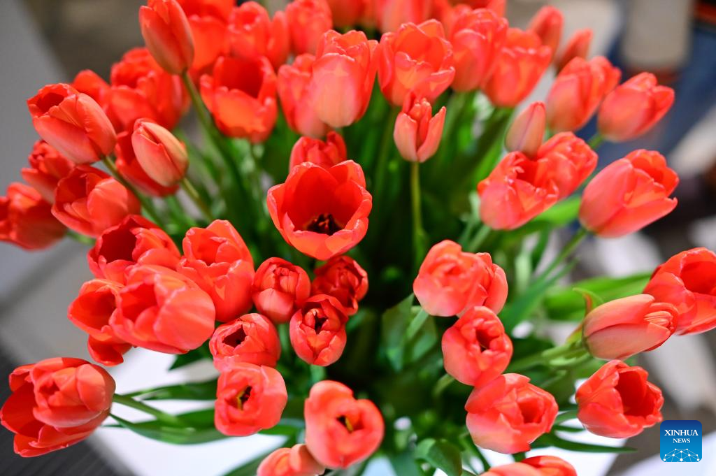 16th Tulip Exhibition held at Wilanow Palace in Warsaw, Poland-Xinhua