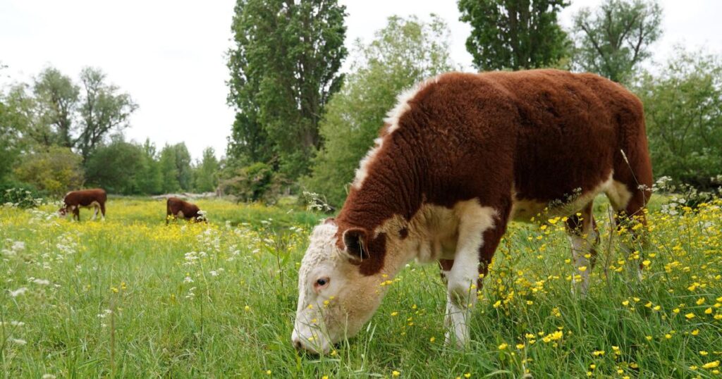 Call for information as UK ‘moves closer’ to agreement with EU on agrifood trade