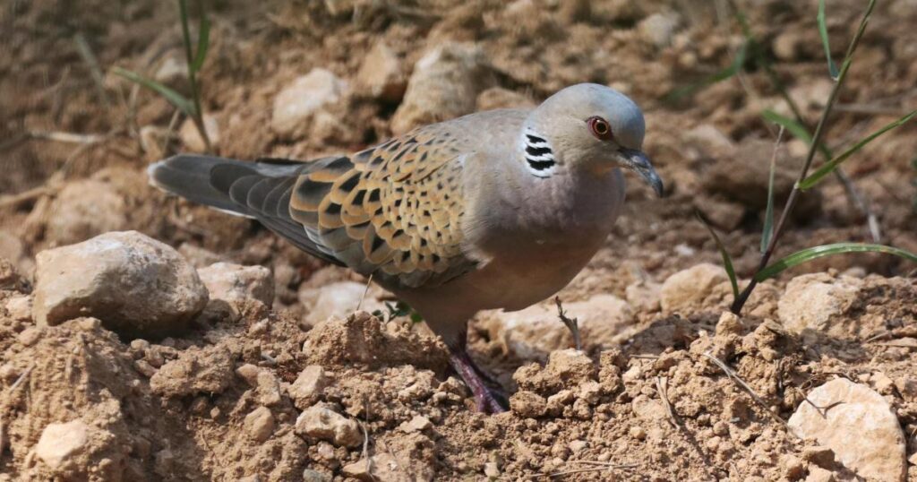 Birdlife wants freeze on turtle dove spring hunt, after damning EU report
