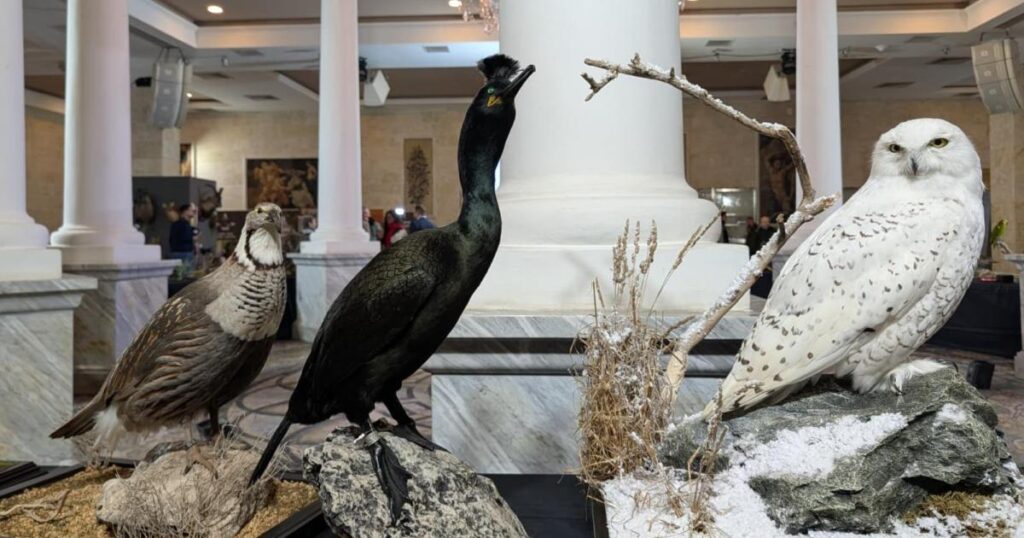 Taxidermists gather in Malta to keep craft alive