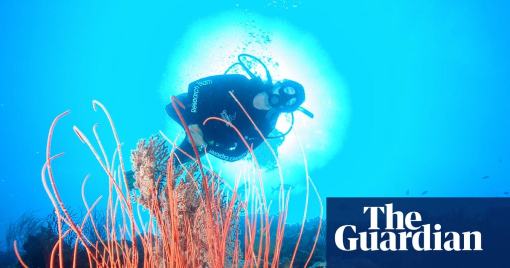 Australia’s environment minister wants to ban fishers and drillers from more ocean – and avoid a culture war | Oceans