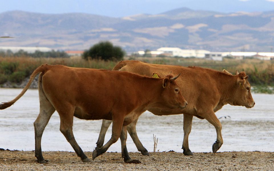 Greece bans livestock products from Lesvos after foot-and-mouth disease outbreak