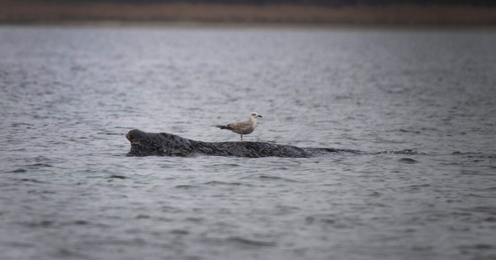 A stranded whale in Germany’s Baltic Sea weakens as hopes of its return to the Atlantic fade :: WRAL.com A stranded whale in Germany’s Baltic Sea weakens as hopes of its return to the Atlantic fade :: WRAL.com