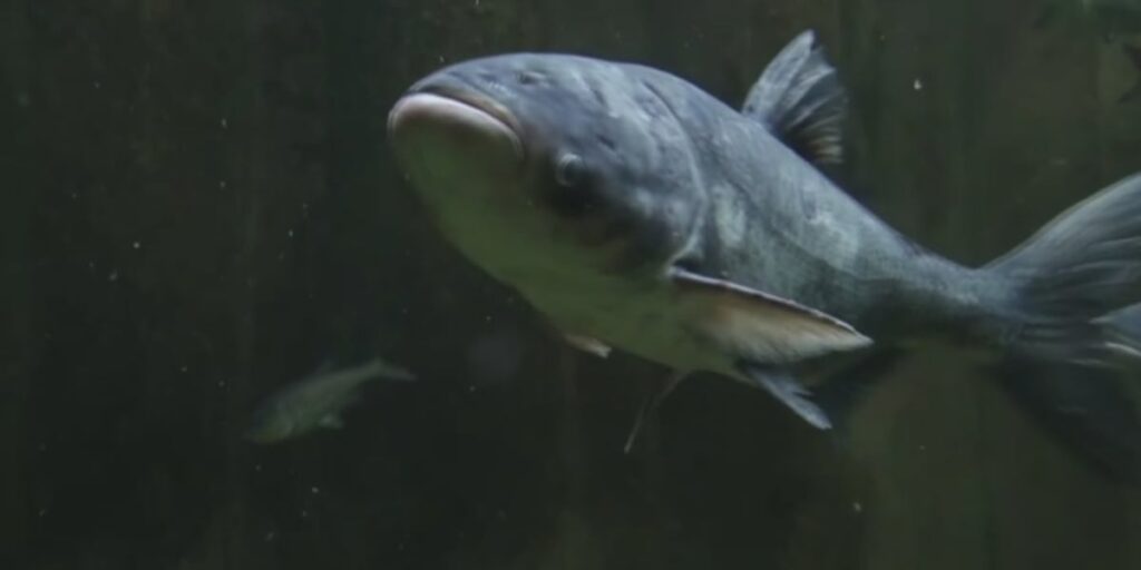 Two Rivers Fisheries announces shipment of silver carp to Ukraine