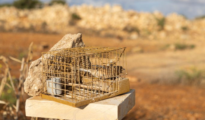 BirdLife Malta condemns government move to reopen finch trapping licences