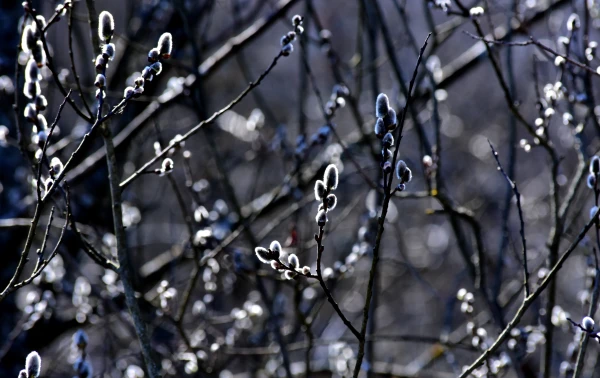 Frosts Are Coming to Latvia Again Frosts Are Coming to Latvia Again