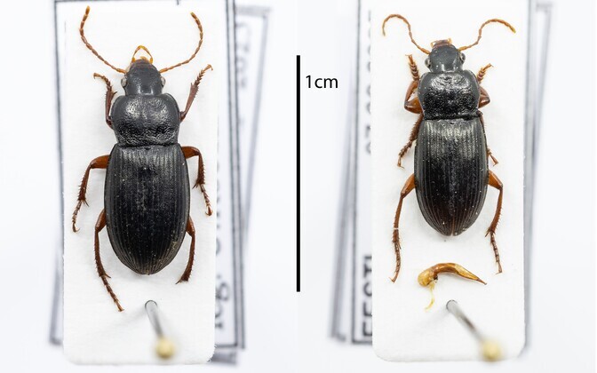 New ground beetle species found in Estonia for first time | News New ground beetle species found in Estonia for first time | News