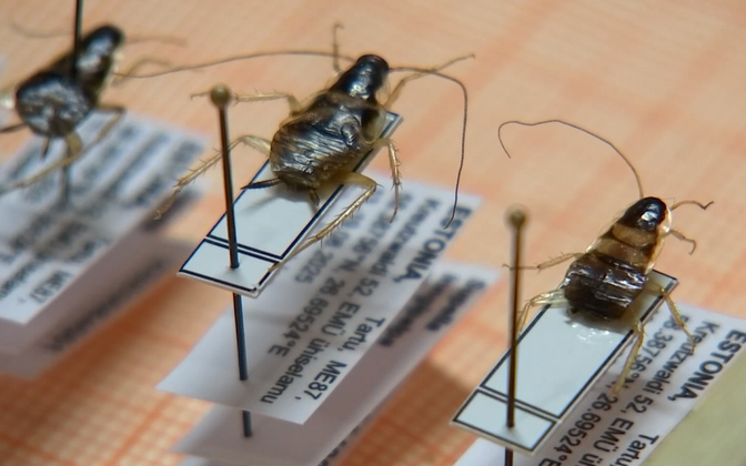 Brown-banded cockroach recorded in Estonia for first time | News Brown-banded cockroach recorded in Estonia for first time | News