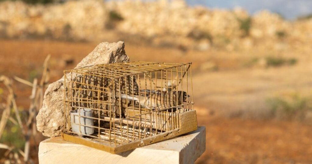 Reopening trapping licence applications a 'deliberate step back', activists say