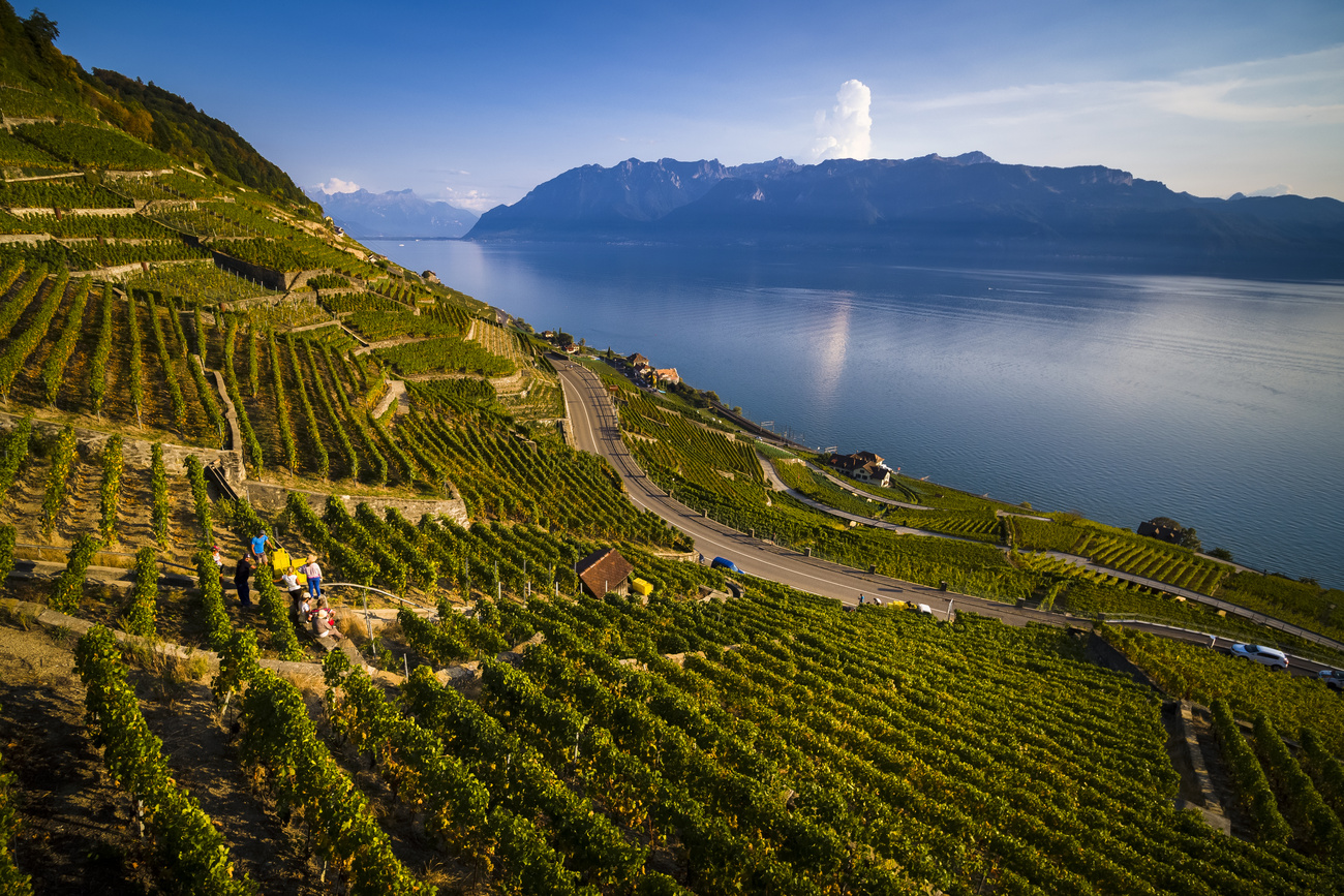 vineyards