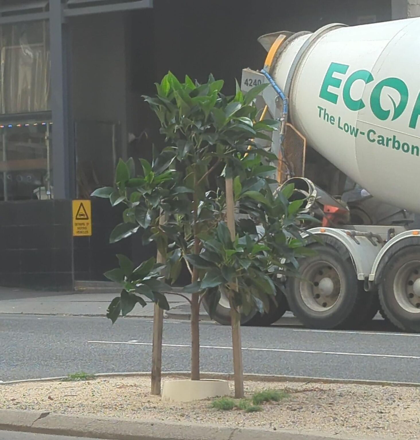 Not plane trees sighted along King street