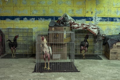 Roosters in their cages.