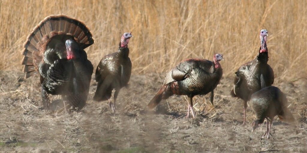 What to know about turkey hunting season in Ga., S.C.