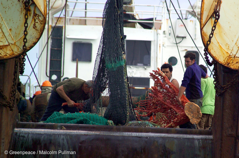 A large piece of coral is pulled out of bottom trawl net in the Tasman Sea