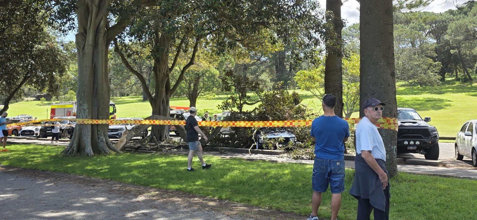 Tree dropped on a car at Centennial Park