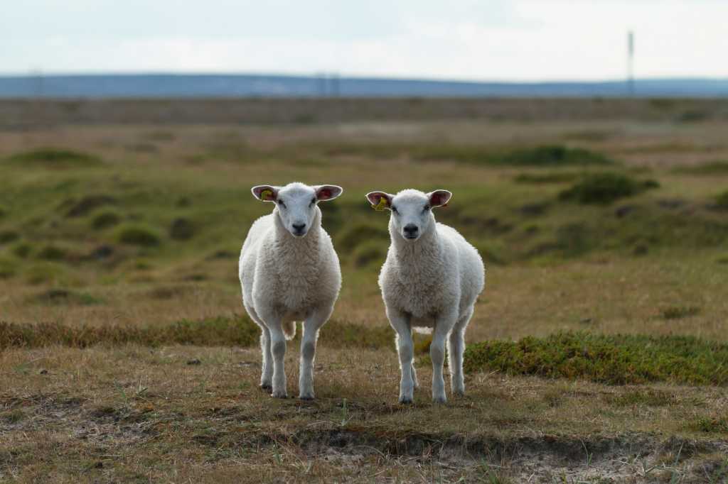 Two sheep standing on top of a grass covered field