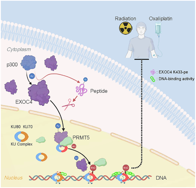 Acetylation-dependent nuclear translocation of EXOC4 regulates KU70 methylation to facilitate non-homologous end joining