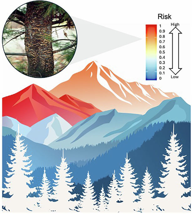 Future climate will not save high-elevation white pines