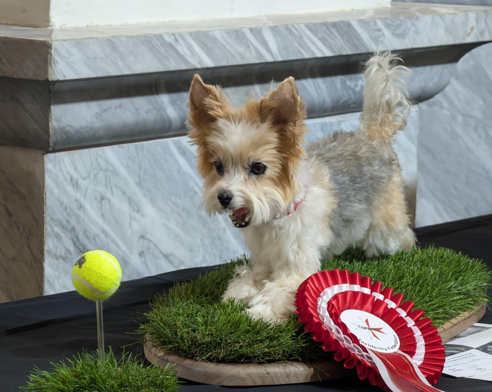 Dog playing fetch forever in the exhibition Photo: Chris Sant Fournier