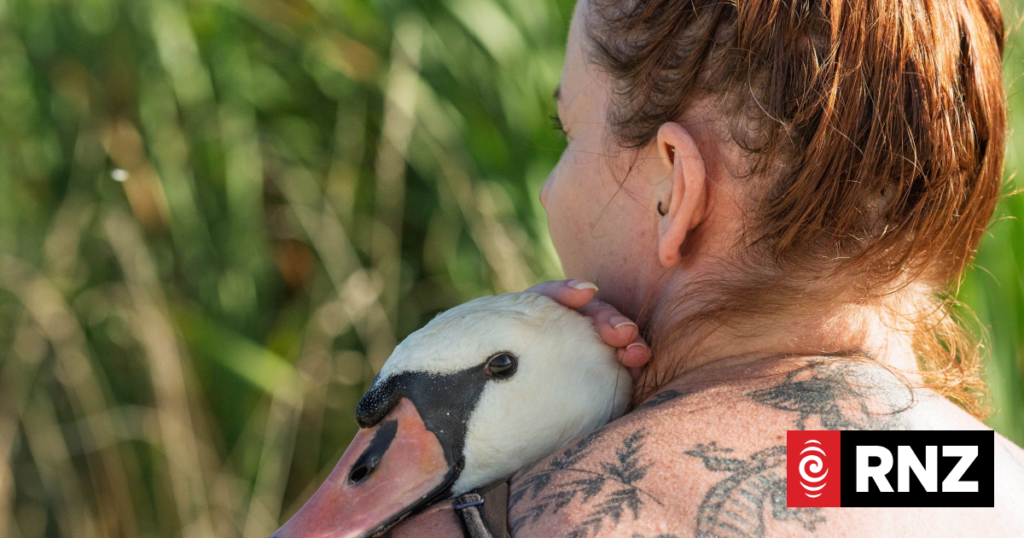 Suspected avian botulism outbreak in Greytown Suspected avian botulism outbreak in Greytown