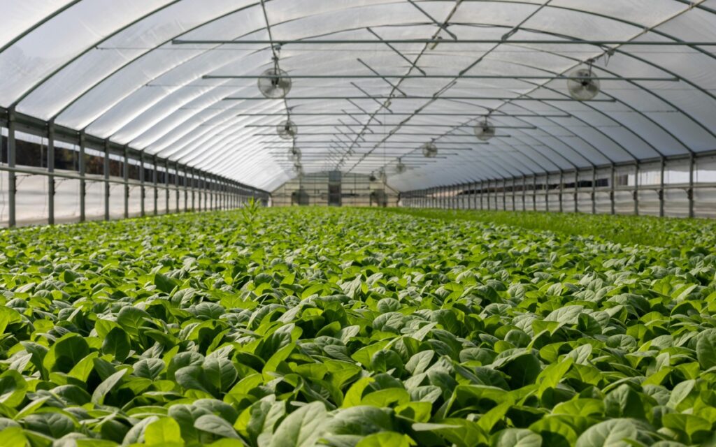 Food security and AI among top priorities for Serbia-Kazakhstan cooperation