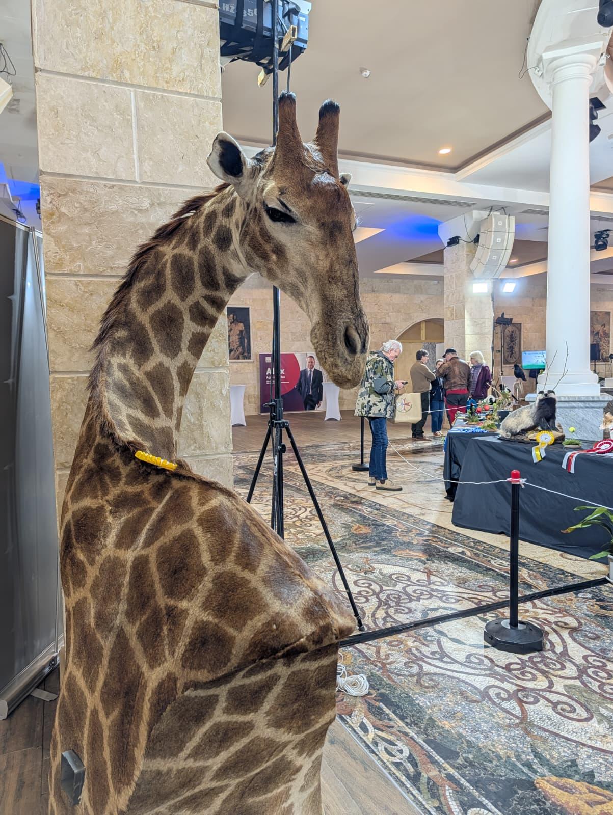 Part of a giraffe in the exhibition Photo: Chris Sant Fournier