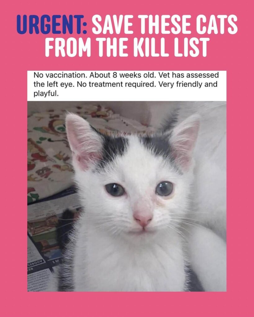 Foster carers needed URGENTLY