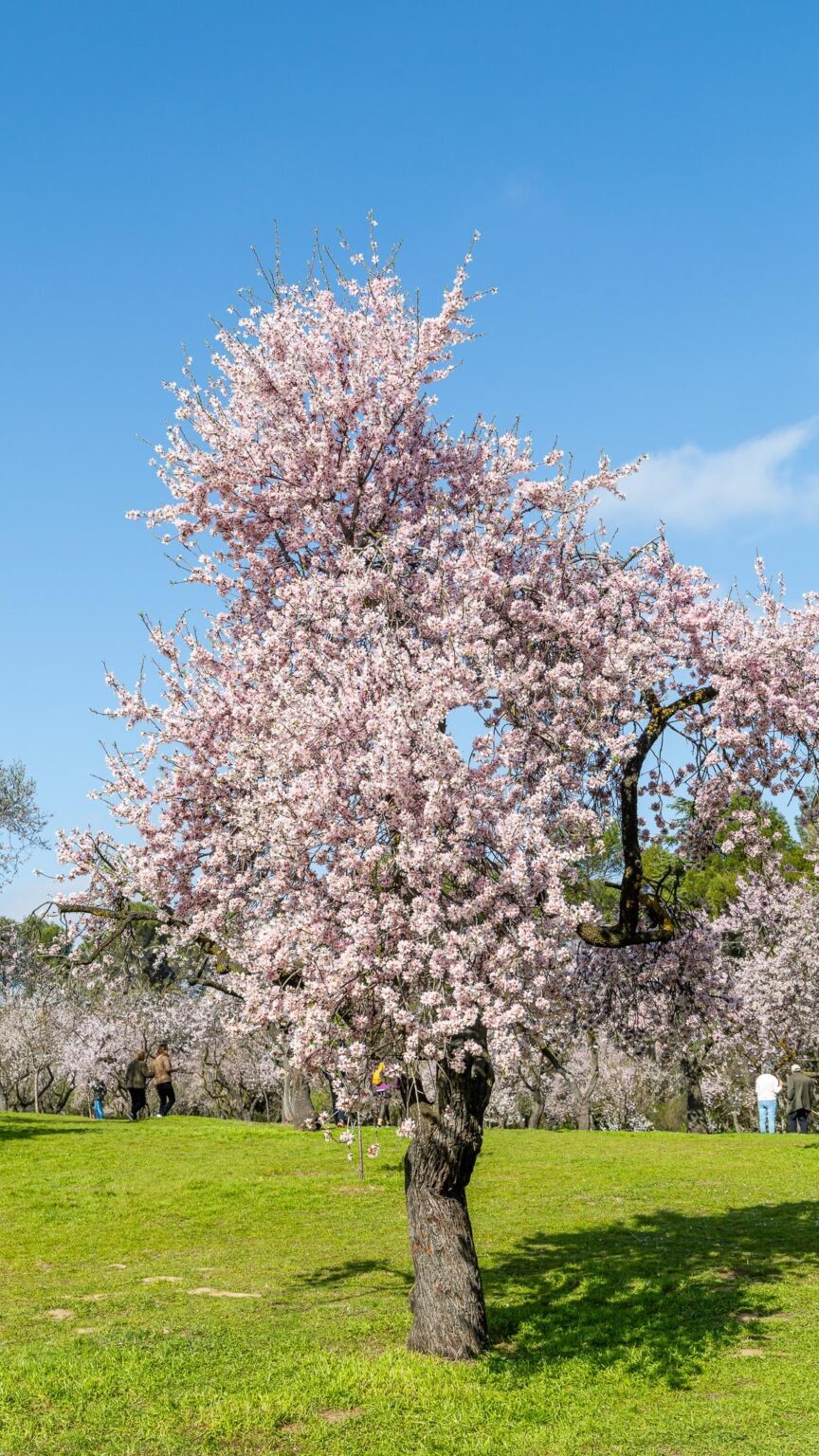 Quinta de los Molinos Park in Madrid