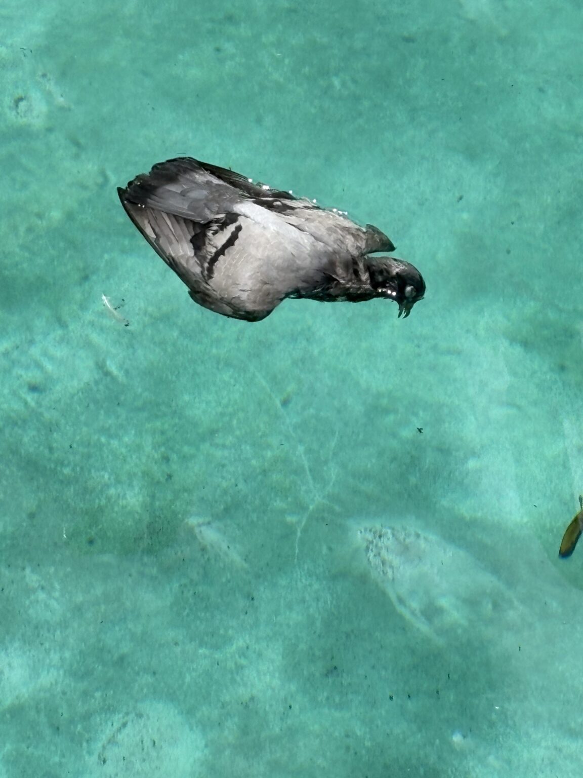We had a dead pigeon fall into our pool, what can I do to sanitise the pool?