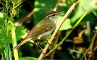 New bird species discovered in Japan for 1st time in 45 years